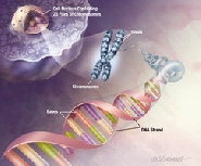 cell_dna